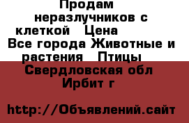 Продам 2 неразлучников с клеткой › Цена ­ 2 500 - Все города Животные и растения » Птицы   . Свердловская обл.,Ирбит г.